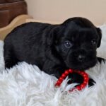 Evrika-female-froodle-puppy-for-sale- (4)