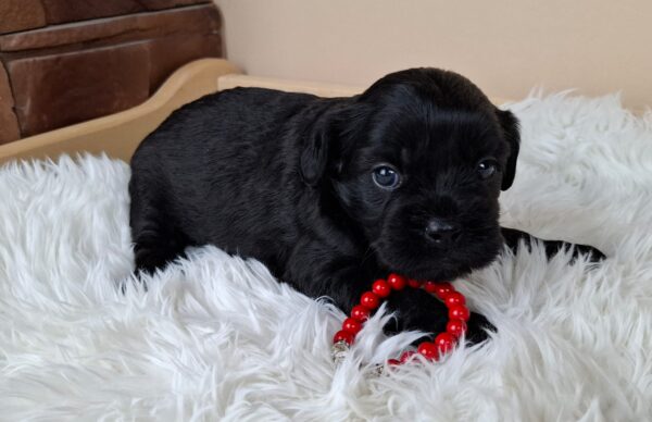 Evrika Froodle Evrika Froodle