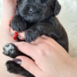 Evrika-female-froodle-puppy-for-sale- (5)