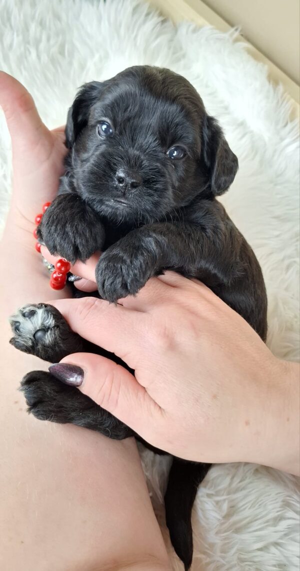 Evrika Froodle Evrika Froodle