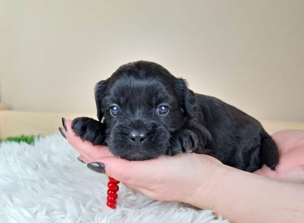 Evrika Froodle Evrika Froodle