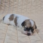 Fable-female-havanese-puppy-for-sale-1 (1)