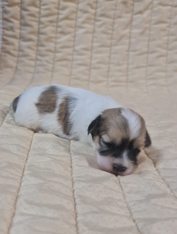 Fable Havanese Fable Havanese