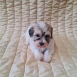 Fable-female-havanese-puppy-for-sale- (1)