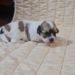 Fable-female-havanese-puppy-for-sale-1 (2)
