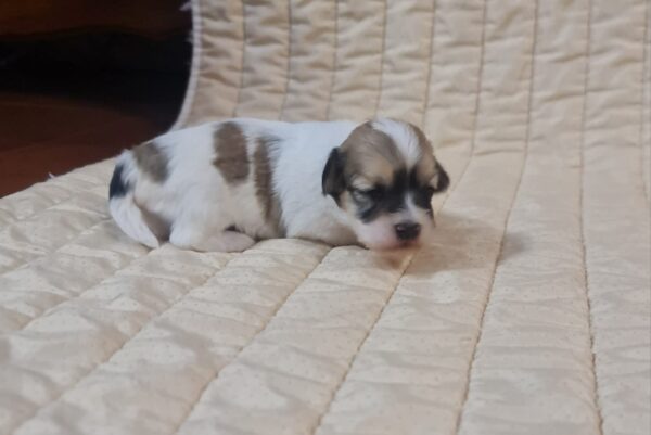 Fable Havanese Fable Havanese