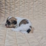 Fable-female-havanese-puppy-for-sale-1 (3)