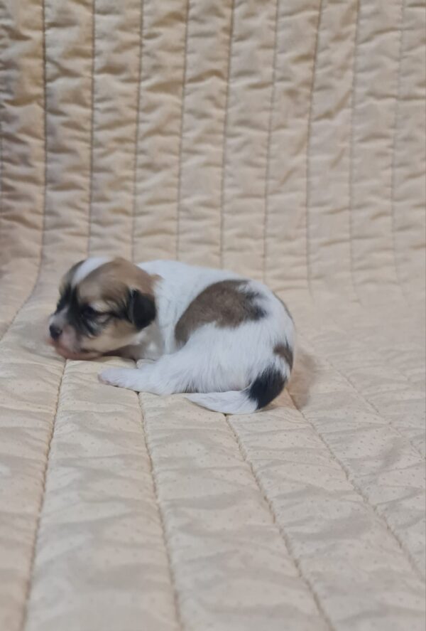 Fable Havanese Fable Havanese