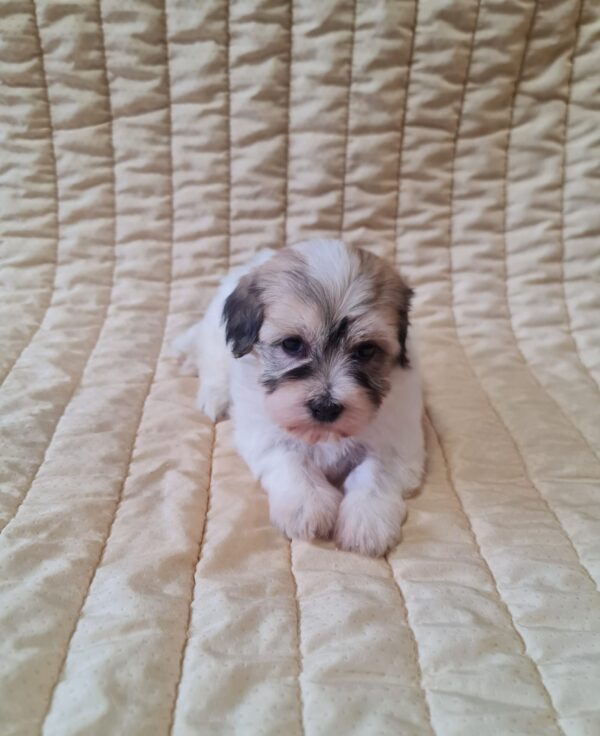 Fable Havanese Fable Havanese