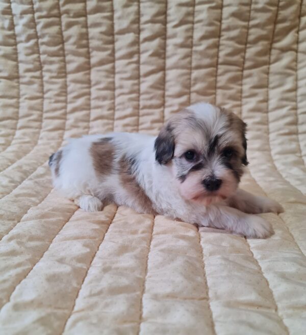 Fable Havanese Fable Havanese