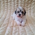 Fable-female-havanese-puppy-for-sale- (3)