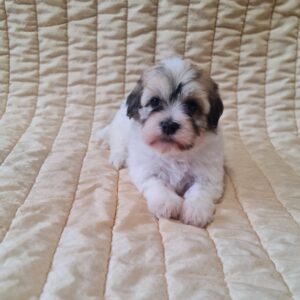 Fable Havanese Fable Havanese