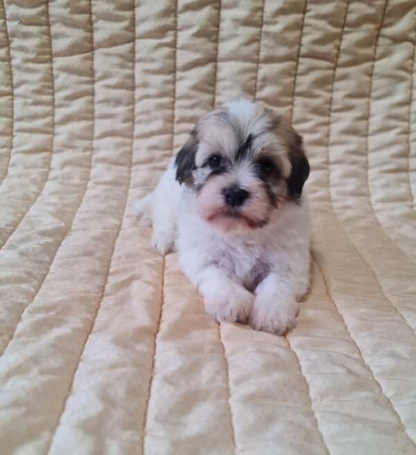 Fable Havanese Fable Havanese