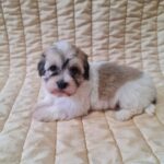 Fable-female-havanese-puppy-for-sale- (4)