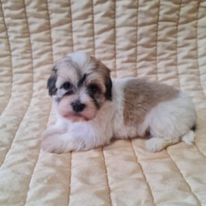 Fable Havanese Fable Havanese