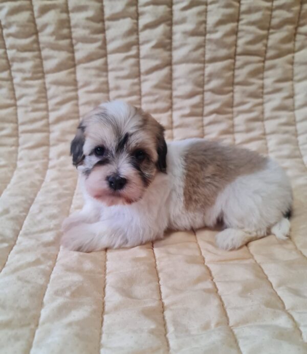 Fable Havanese Fable Havanese