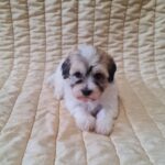 Fable-female-havanese-puppy-for-sale- (5)