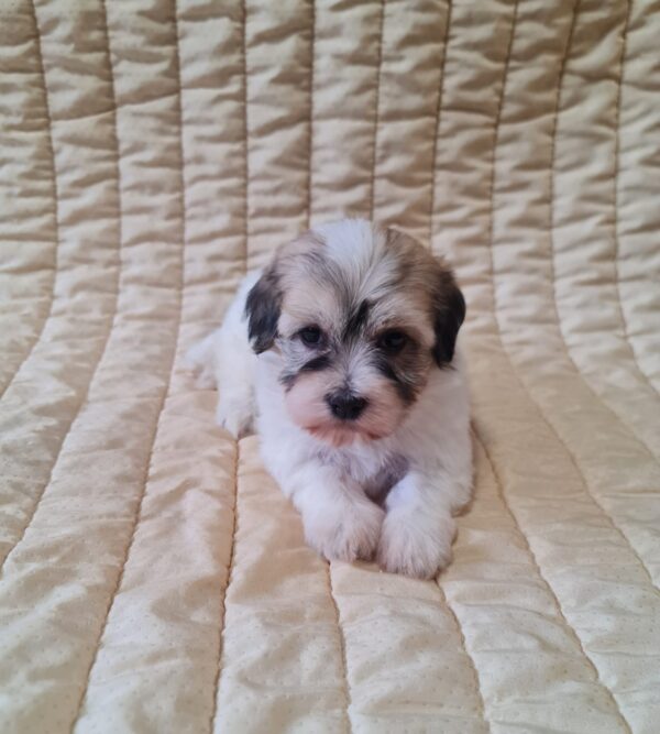 Fable Havanese Fable Havanese