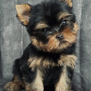 Fadey Yorkshire Terrier Fadey Yorkshire Terrier