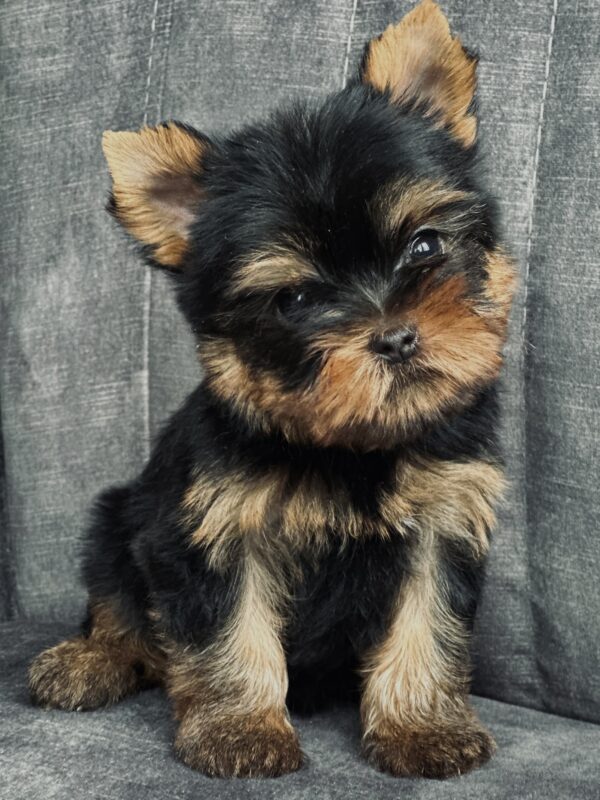 Fadey Yorkshire Terrier Fadey Yorkshire Terrier