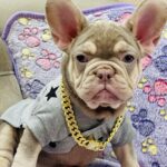 Felicity-female-french-bulldog-puppy-for-sale-1 (1)