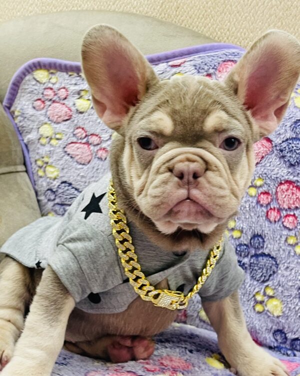 Felicity French Bulldog Felicity French Bulldog