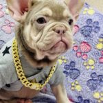 Felicity-female-french-bulldog-puppy-for-sale-1 (2)
