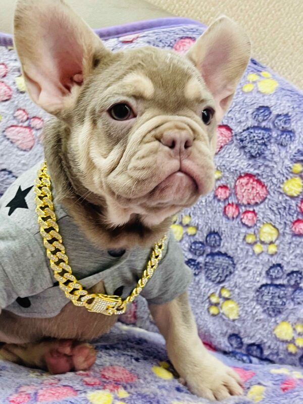 Felicity French Bulldog Felicity French Bulldog