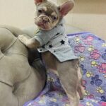 Felicity-female-french-bulldog-puppy-for-sale-1 (3)