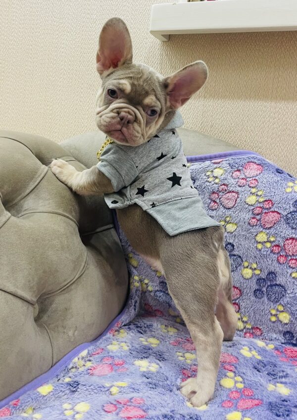 Felicity French Bulldog Felicity French Bulldog