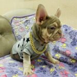 Felicity-female-french-bulldog-puppy-for-sale-1 (4)