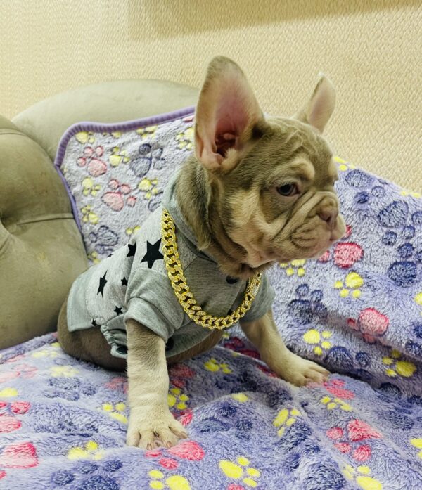 Felicity French Bulldog Felicity French Bulldog