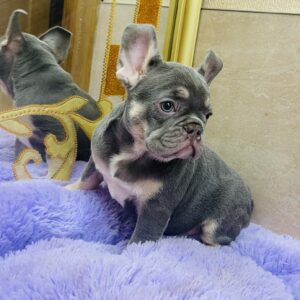 Felisha French Bulldog Felisha French Bulldog