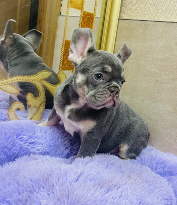 Felisha French Bulldog Felisha French Bulldog