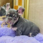 Felisha-female-french-bulldog-puppy-for-sale-1 (2)