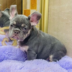 Felisha French Bulldog Felisha French Bulldog