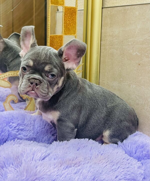 Felisha French Bulldog Felisha French Bulldog