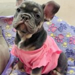 Felisha-female-french-bulldog-puppy-for-sale-1 (3)
