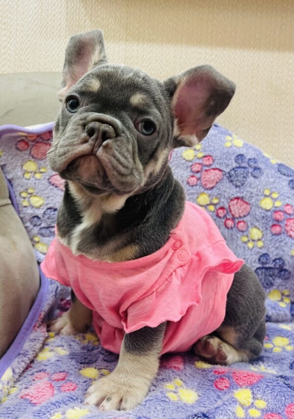 Felisha French Bulldog Felisha French Bulldog