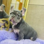 Felisha-female-french-bulldog-puppy-for-sale-1 (4)