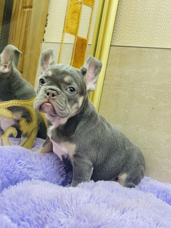 Felisha French Bulldog Felisha French Bulldog
