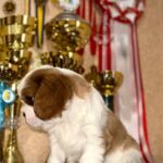 Felix-male-Cavalier-King-Charles Spaniel-puppy-for-sale-1 (1)