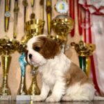 Felix-male-Cavalier-King-Charles Spaniel-puppy-for-sale-1 (2)