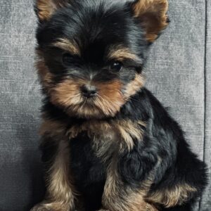 Fendi Yorkshire Terrier Fendi Yorkshire Terrier