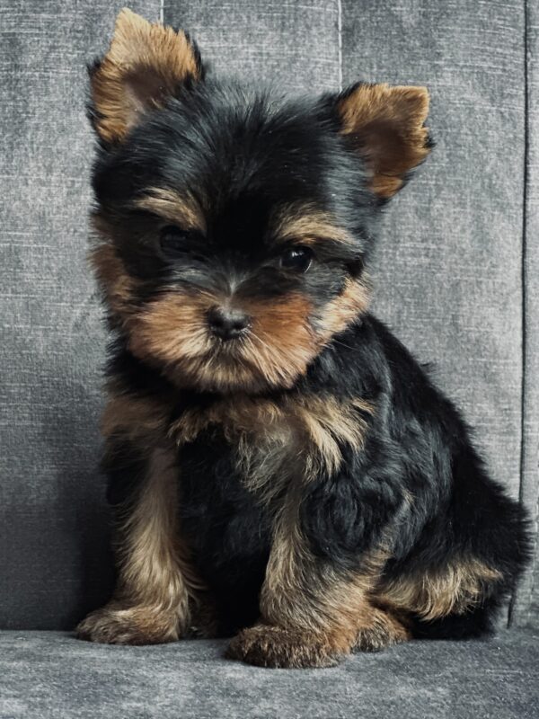 Fendi Yorkshire Terrier Fendi Yorkshire Terrier
