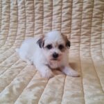 Fenechka-female-havanese-puppy-for-sale- (1)