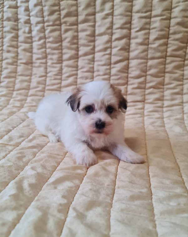 Fenechka Havanese Fenechka Havanese