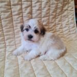 Flipper-male-havanese-puppy-for-sale- (1)