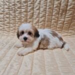 Fenechka-female-havanese-puppy-for-sale- (1)