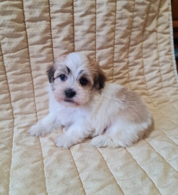 Flipper Havanese Flipper Havanese